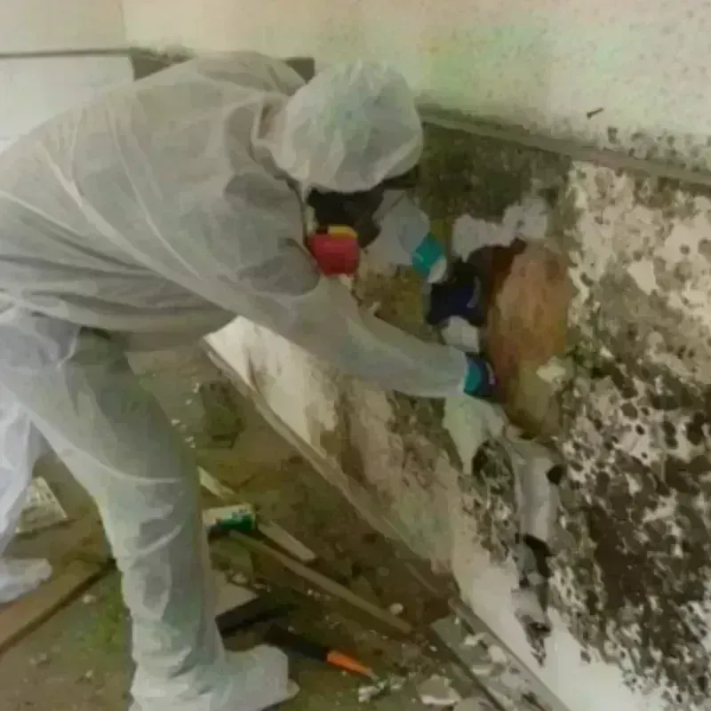 Mold Remediation and Removal in Kasson, MN